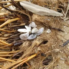 Quagga Mussel thumbnail 3
