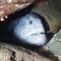 Wolf Eel thumbnail 2