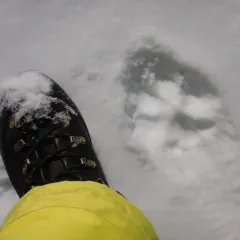 Gray Wolf thumbnail 2