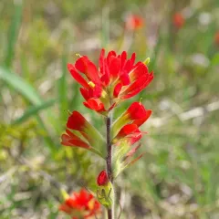 Painted-cup Paintbrush thumbnail 1
