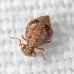 Janusius sylvestris thumbnail 3