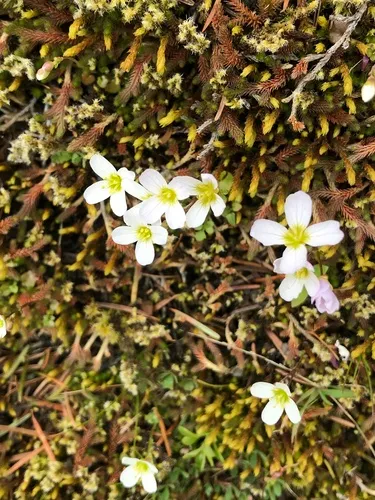 Saddle Mountain Bittercress