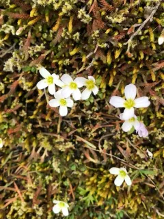 Saddle Mountain Bittercress thumbnail 1
