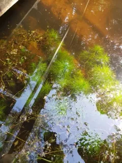 Water Violet thumbnail 1
