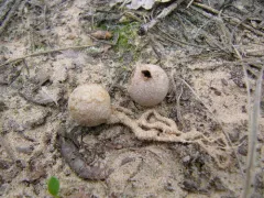 least puffball thumbnail 4