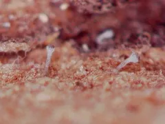 Chaenothecopsis marcineae thumbnail 3