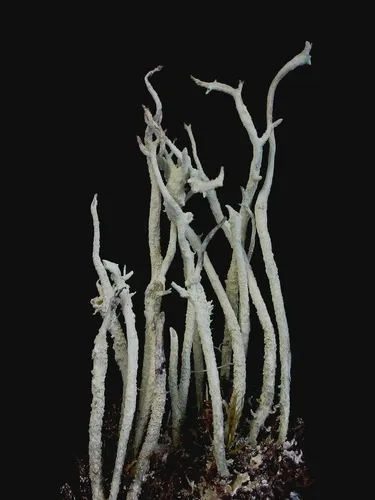 Blue-footed Pixie Lichen