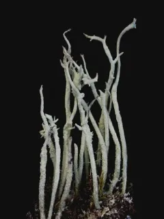 Blue-footed Pixie Lichen thumbnail 1