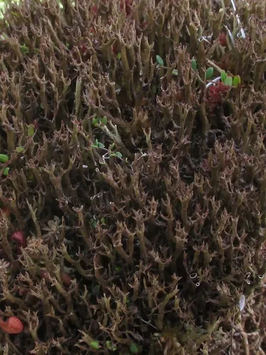 Rosegarden Pixie Lichen