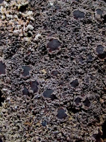 Steineropsis laceratula