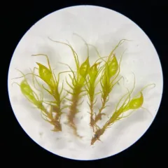 Awl-leaved Earth-moss thumbnail 4