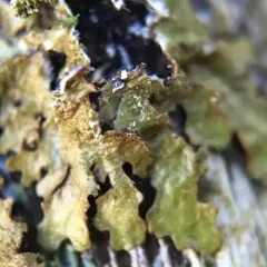 Abraded Camouflage Lichen thumbnail 1