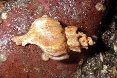 Boreotrophon multicostatus thumbnail 1