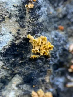 Xanthomendoza mendozae thumbnail 2