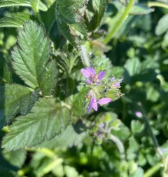musk stork's-bill thumbnail 1