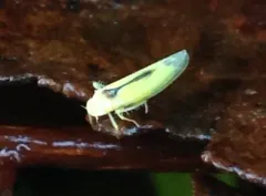 Edwardsiana commissuralis thumbnail 2