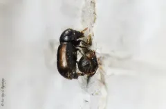 Trypodendron betulae thumbnail 2
