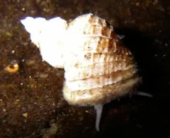 Hairy Keel Shell thumbnail 2