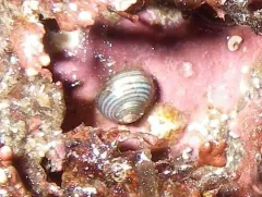 Lirularia succincta thumbnail 2