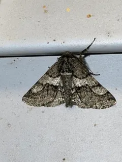 Woolly Gray Moth thumbnail 2