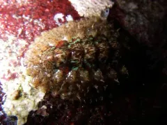 Ferreira's Chiton thumbnail 2