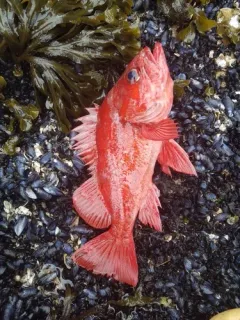 Vermilion Rockfish thumbnail 3