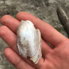 Cylindrical Papershell thumbnail 2