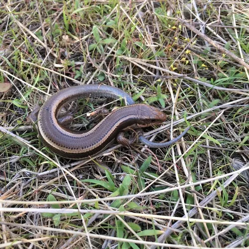 Western Skink