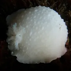 Odhner's Dorid thumbnail 3