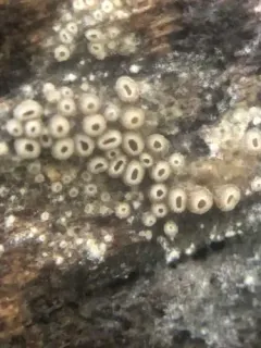 Merismodes anomala thumbnail 1