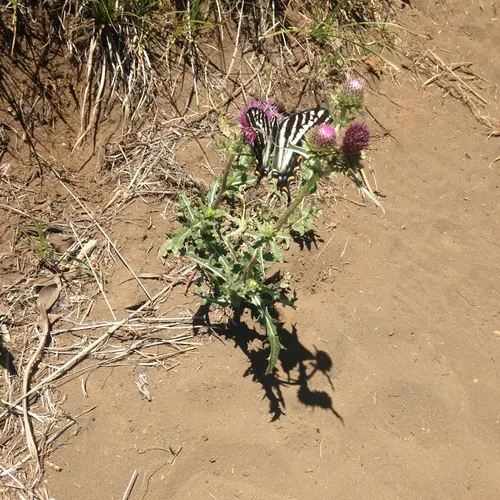 Pale Swallowtail