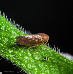 Oncopsis sobria thumbnail 3