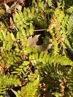 autumn fern thumbnail 4