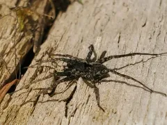 Ubiquitous Thin-legged Wolf Spider thumbnail 3