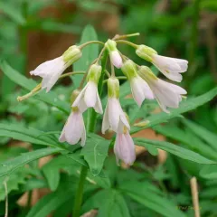cut-leaved toothwort thumbnail 2
