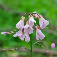 Purple Cress thumbnail 2