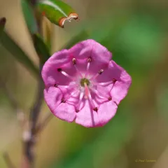 Swamp Laurel thumbnail 3