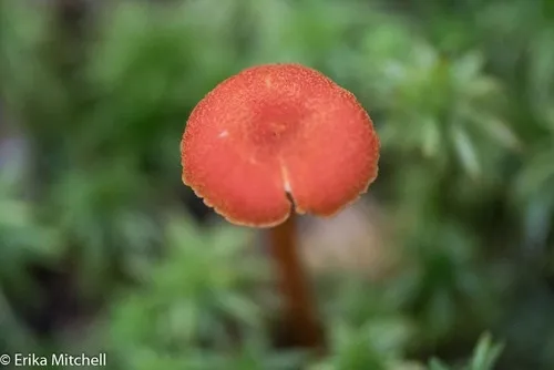garlic waxcap