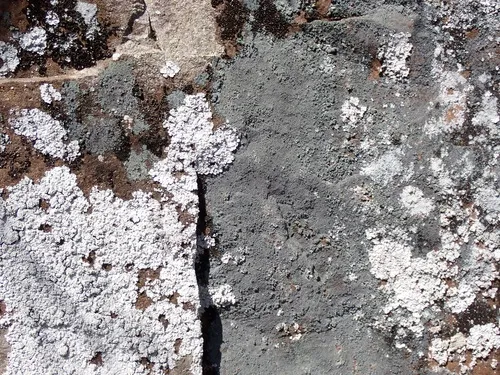Adhering Mealy-lichen