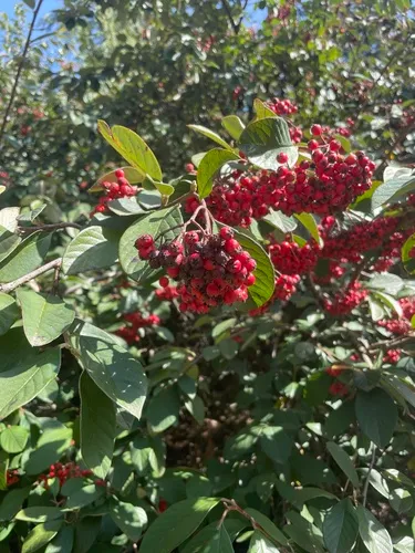 Bright bead cotoneaster