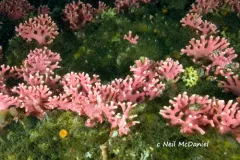 Stylaster venustus thumbnail 3