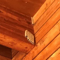 Organ-pipe Mud-dauber Wasp thumbnail 4