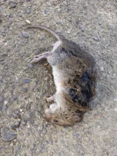 Gray-tailed Vole thumbnail 3