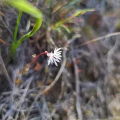 Bulbous woodland star thumbnail 2