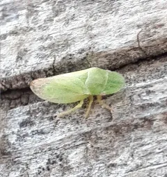 Xerophloea major thumbnail 4