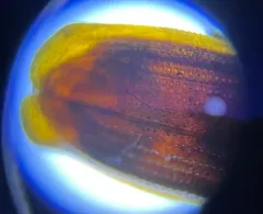 Uleiota dubia thumbnail 4