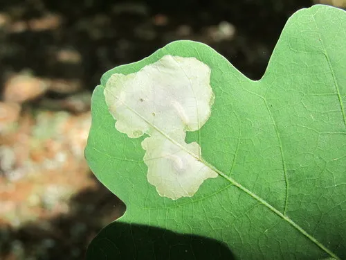 Gregarious Oak Leafminer Moth