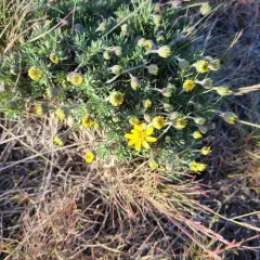Narrowleaf Goldenweed thumbnail 3