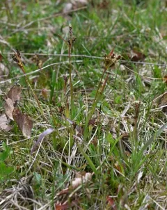 Prairie Woodrush thumbnail 3