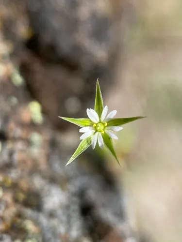 shining chickweed